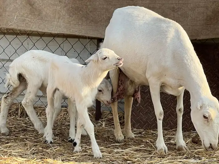 رفيديه تحتها 2 6