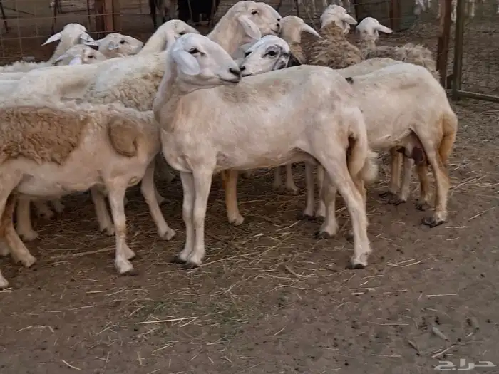 20 ضأن حريات تبارك الرحمن 6