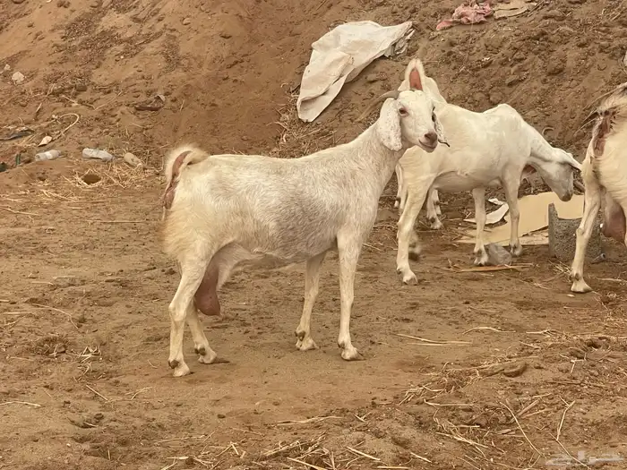 معزا مهجنات دفيع ع ولاده جم حروم عاليه فاخر 14