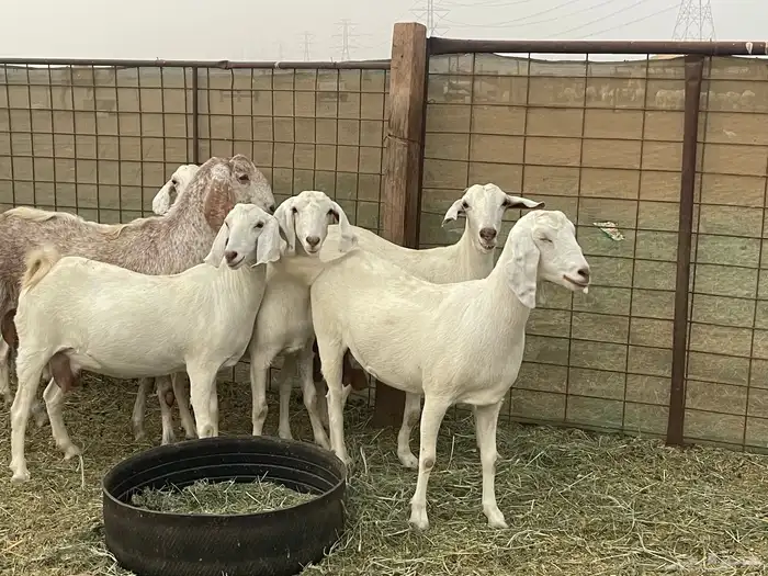 معزا مهجنات دفيع ع ولاده جم حروم عاليه فاخر 5