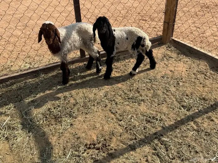 البيع دواغير نعيم في الخرج 4