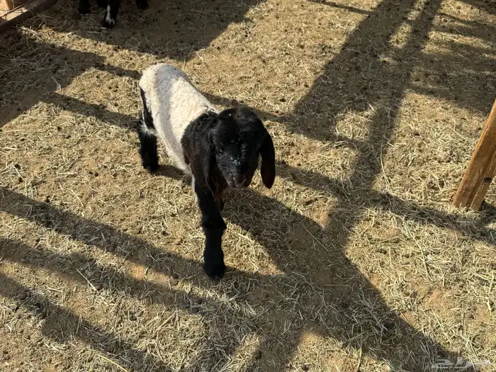 البيع دواغير نعيم في الخرج 6