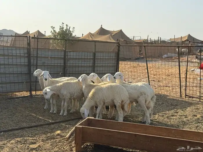 8طليان ورخال حريات ذبايح طيبه 0