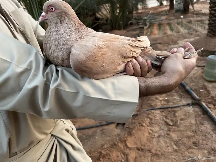 حمام مصري ملطي 1