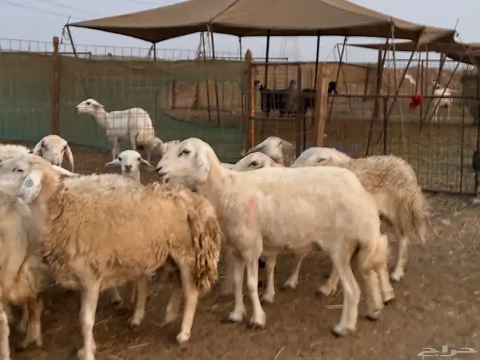 20 ضأن حريات تبارك الرحمن 10