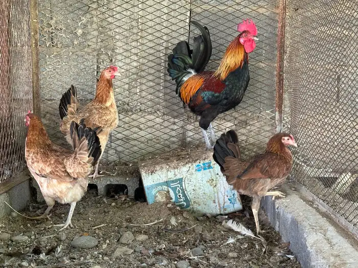 طقم ديك بلدي معه دجاجتين 0