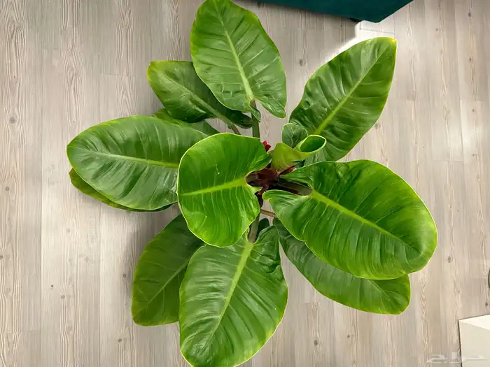 نبتة عصفور الجنة 0