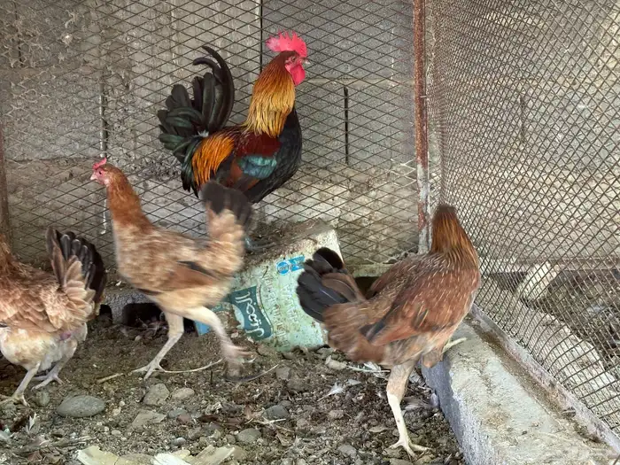 طقم ديك بلدي معه دجاجتين 1