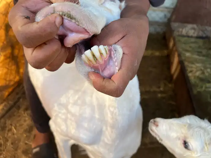 رفيديه تحتها 2 3