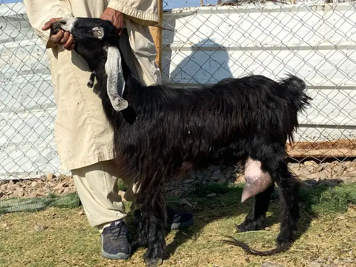 يامدورين الحليب معزا عارضيات حليب وافر شرط 5