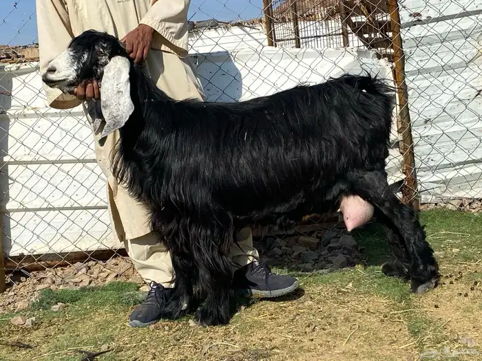 يامدورين الحليب معزا عارضيات حليب وافر شرط 0