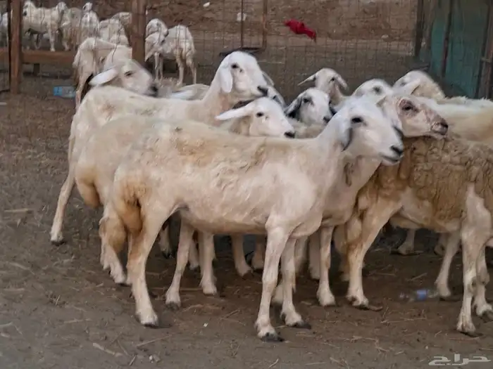 20 ضأن حريات تبارك الرحمن 4