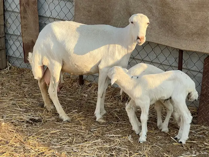 رفيديه تحتها 2 2