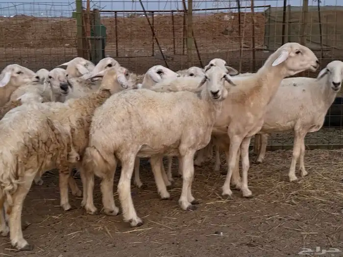 20 ضأن حريات تبارك الرحمن 9