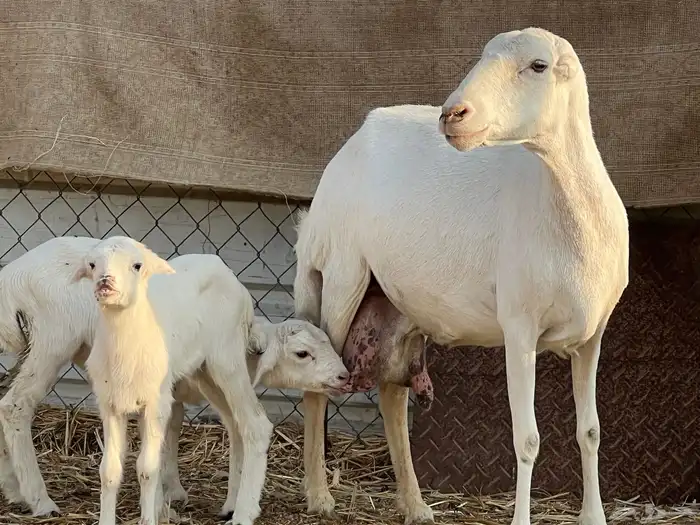 رفيديه تحتها 2 0