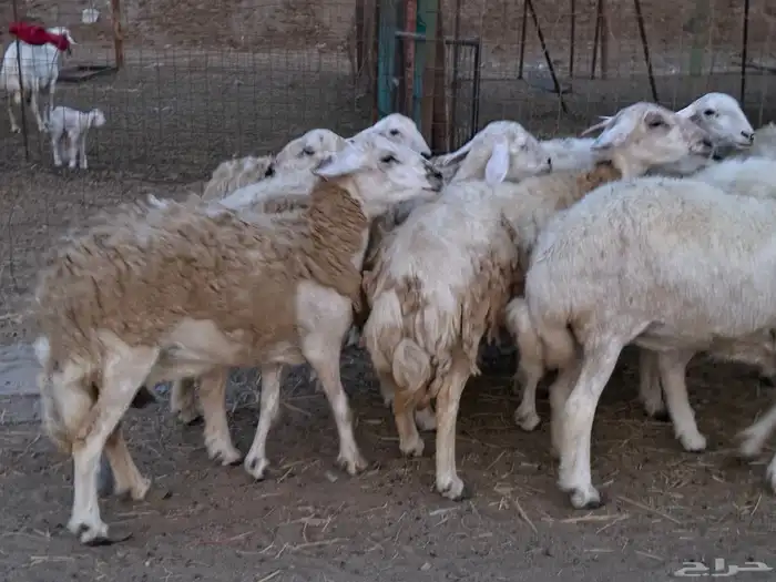 20 ضأن حريات تبارك الرحمن 13