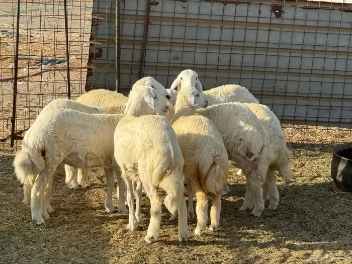 8طليان ورخال حريات ذبايح طيبه 1