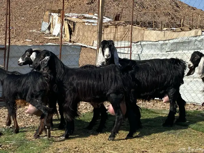 يامدورين الحليب معزا عارضيات حليب وافر شرط 11