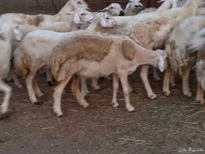 20 ضأن حريات تبارك الرحمن 14