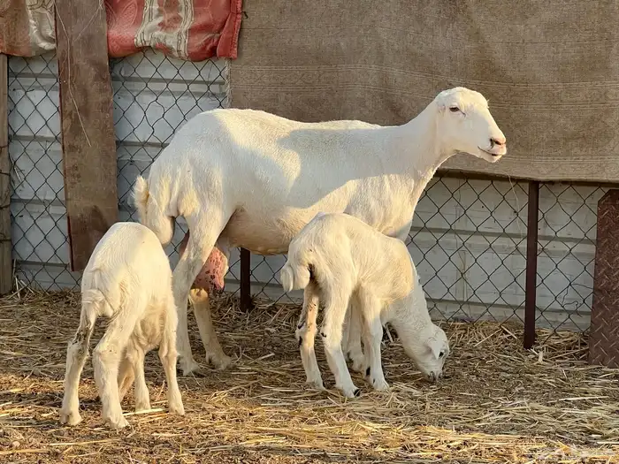 رفيديه تحتها 2 1