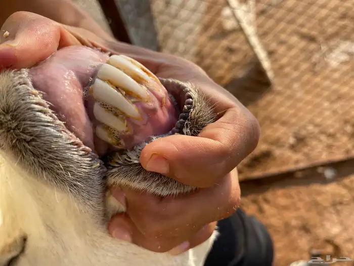 ولدها رخل ذبيحه بعمر ثلاثه اشهر ونص 0