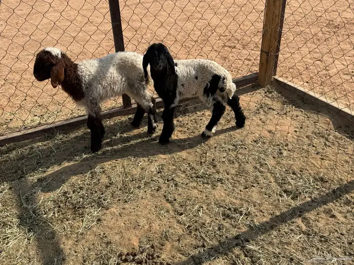 البيع دواغير نعيم في الخرج 3