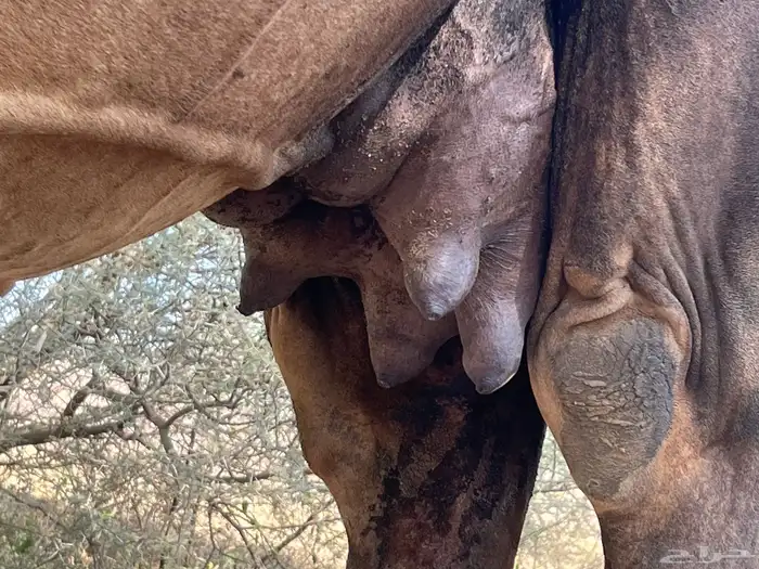 ناقه ساحليه خلفه للبيع 2