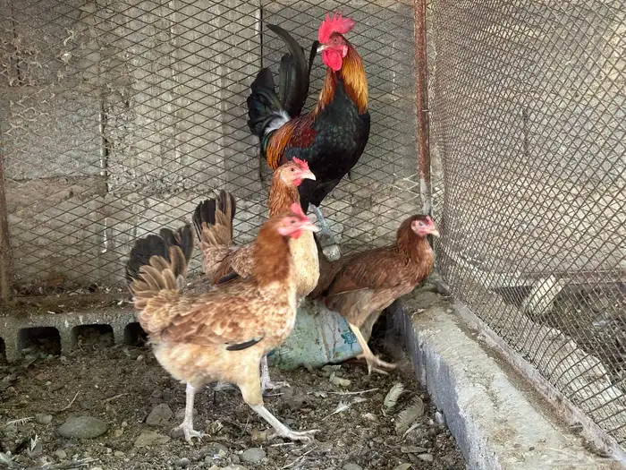 طقم ديك بلدي معه دجاجتين 5