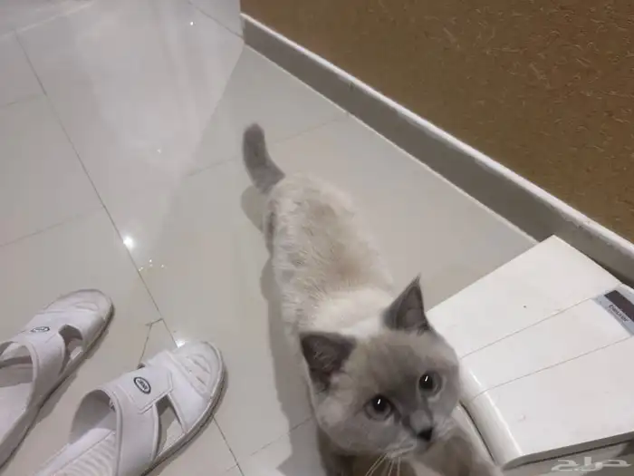 قطة سكوتش للتزاوج 2