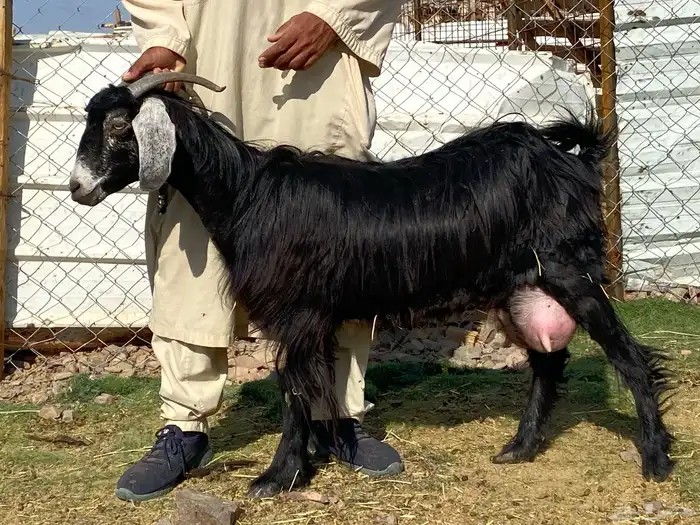 يامدورين الحليب معزا عارضيات حليب وافر شرط 3