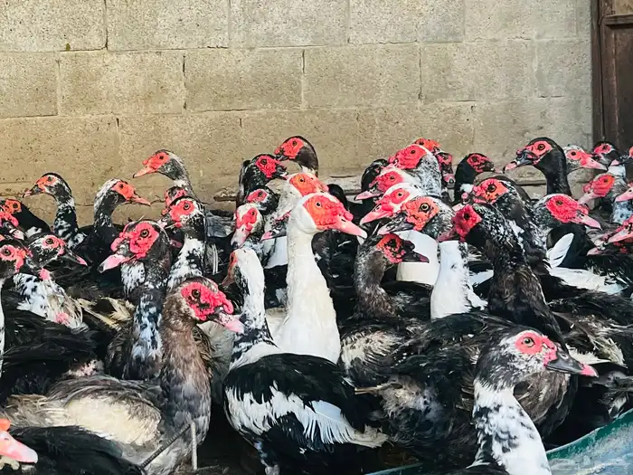 ذكور بط مسكوفي سوبر جامبو 0