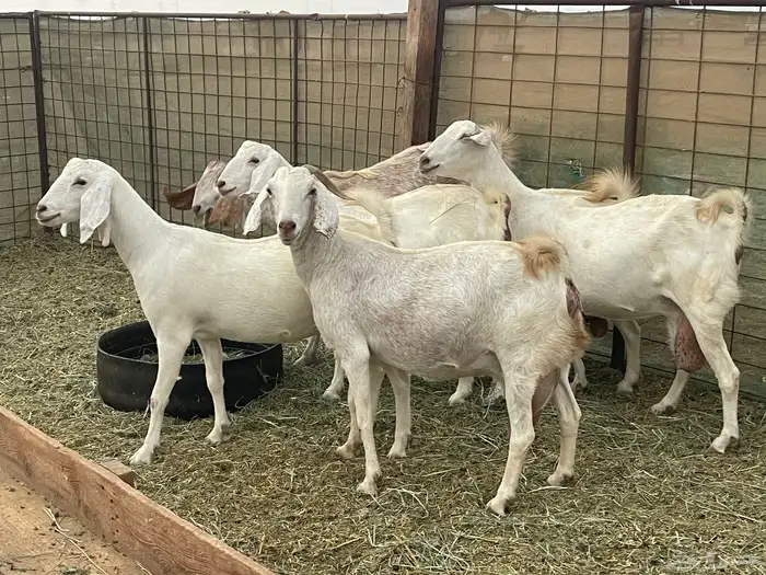 معزا مهجنات دفيع ع ولاده جم حروم عاليه فاخر 4