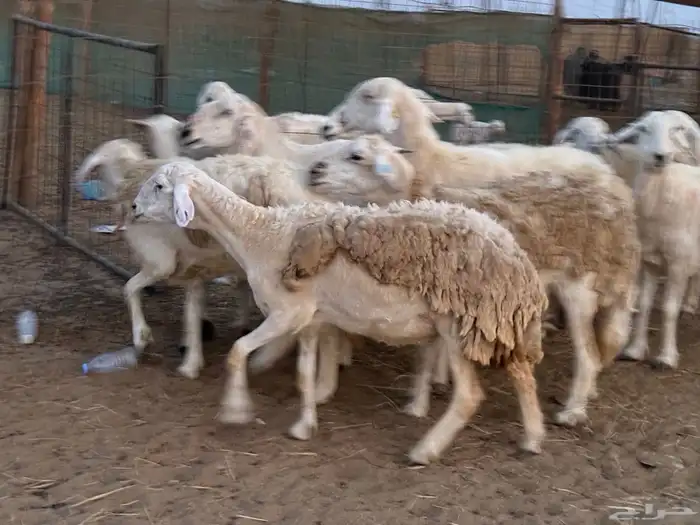 20 ضأن حريات تبارك الرحمن 11