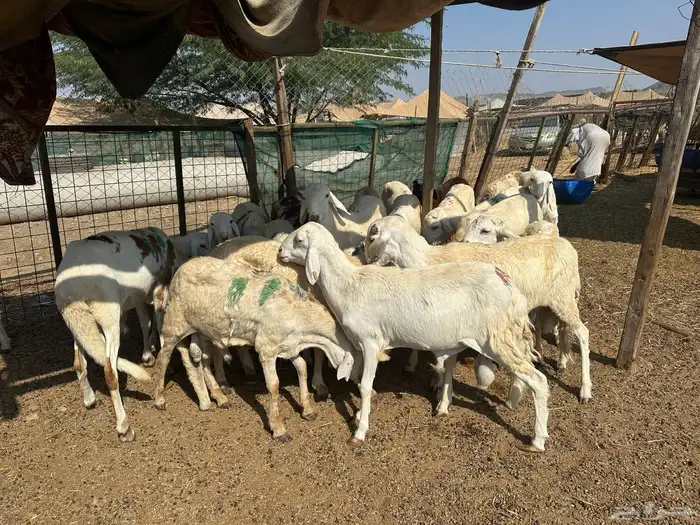 خرفان سواكنية جذعان طيبة 1