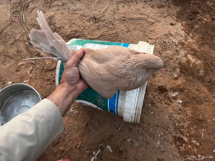 حمام مصري ملطي 0