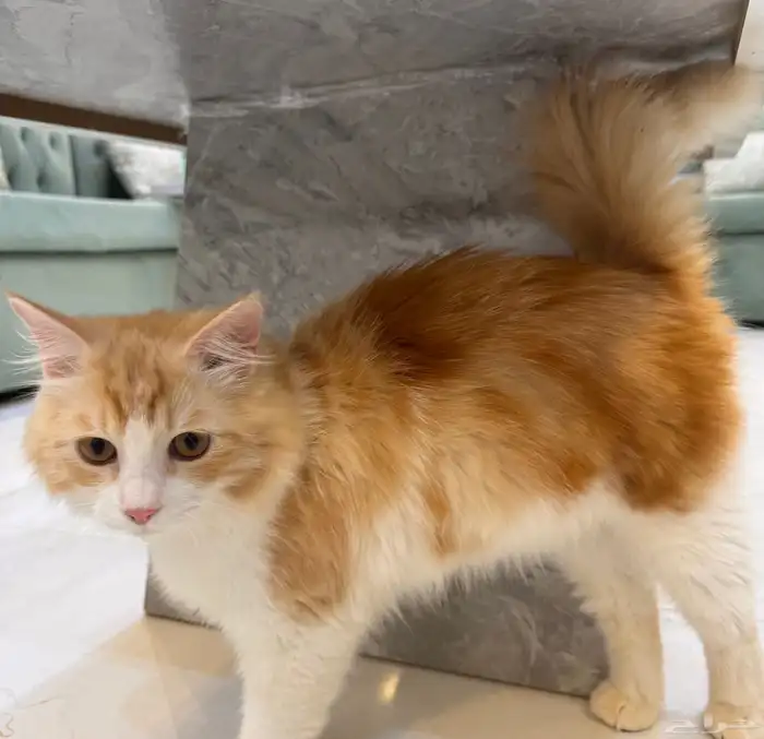 قطط للتبني جدة 9