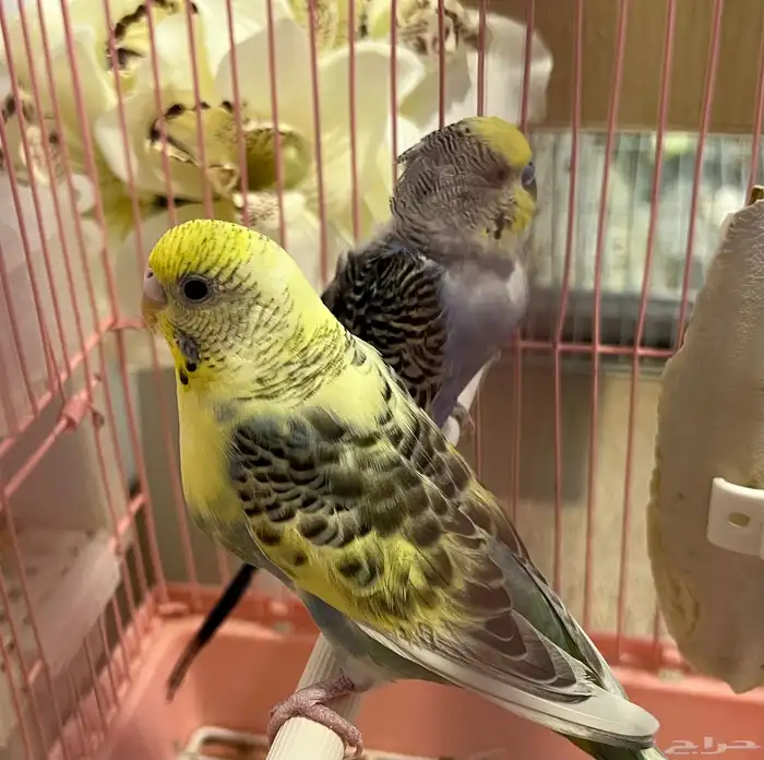 جوز بادجي تحته بيض 1