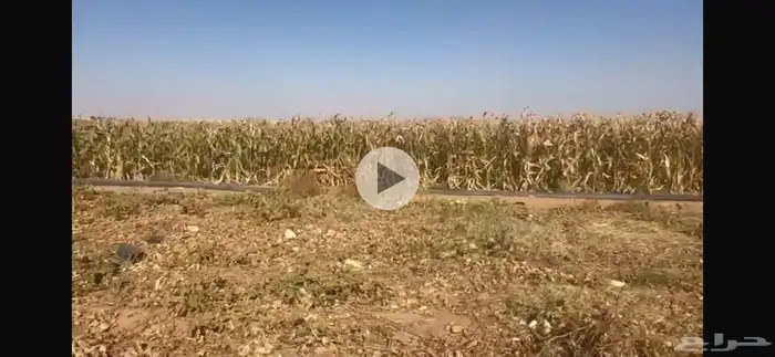 علف للبيع أعلاف ذره 4