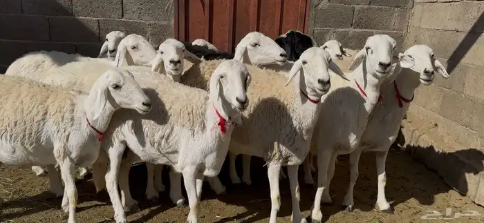 13 حريات صنف الصنف 2