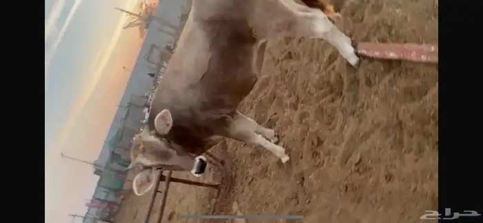 بقر سويسري بيور مراح كامل 6