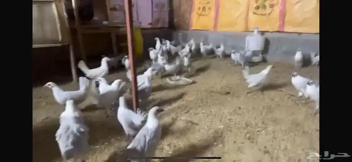 دجاج فيومي المونيوم 1