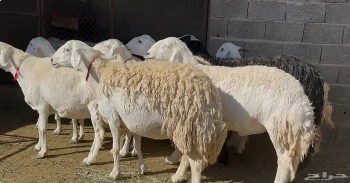 13 حريات صنف الصنف 0