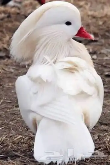 متوفر تشكيلة بط و وز 3