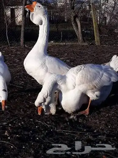 متوفر تشكيلة بط و وز 5