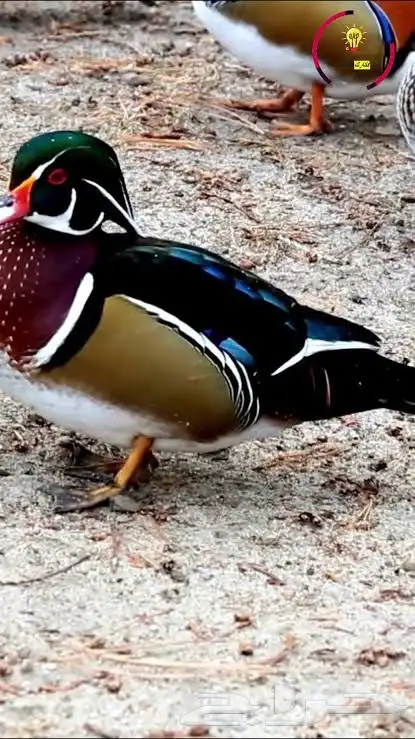 متوفر تشكيلة بط و وز 4