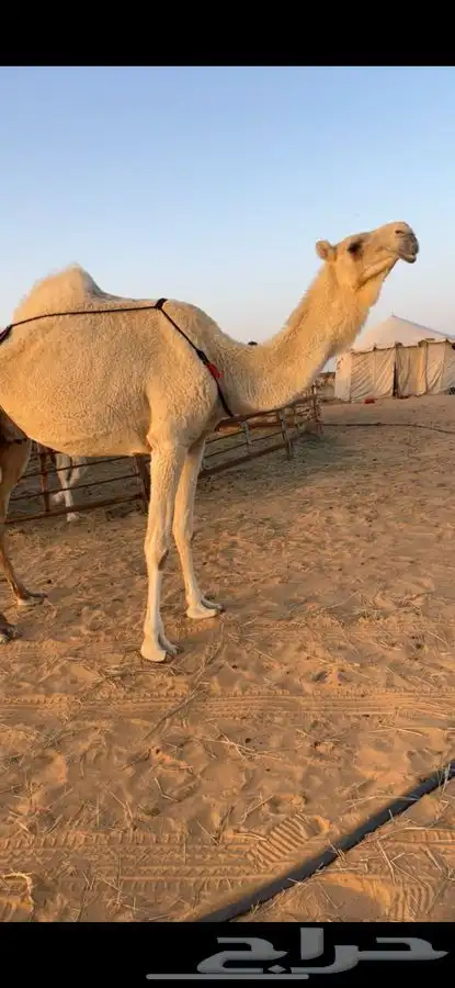 بكر و بكره وضح طيبات 0