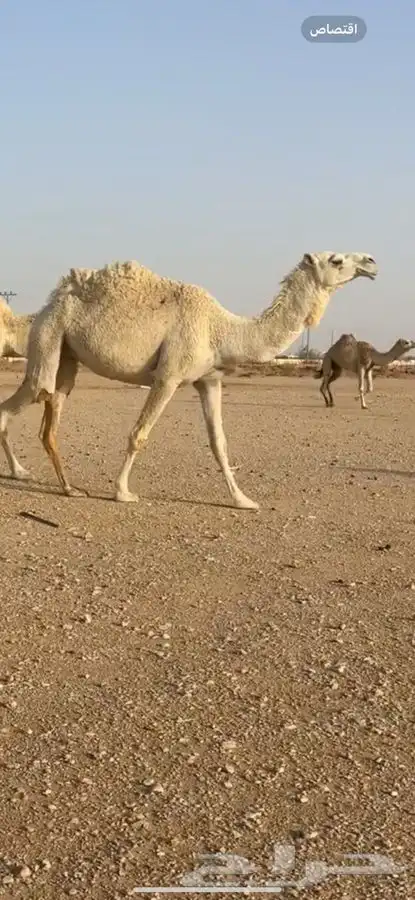 بكر و بكره وضح طيبات 1