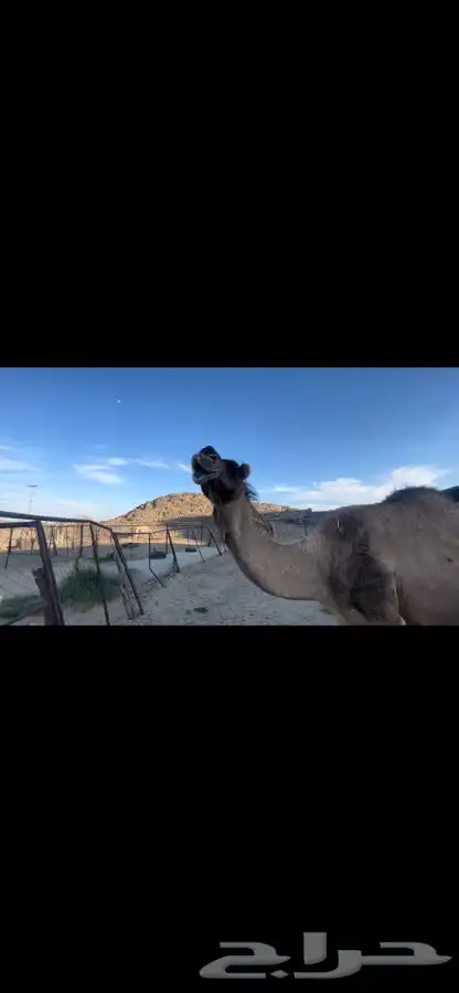 بيشه الصناعيه 8