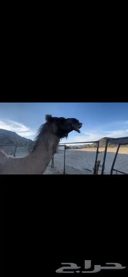 بيشه الصناعيه 2