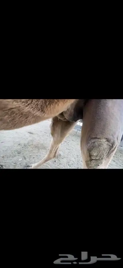 بيشه الصناعيه 3